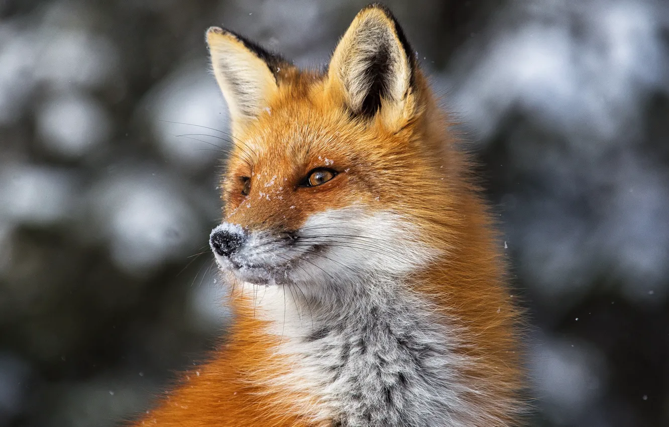 Photo wallpaper look, portrait, Fox