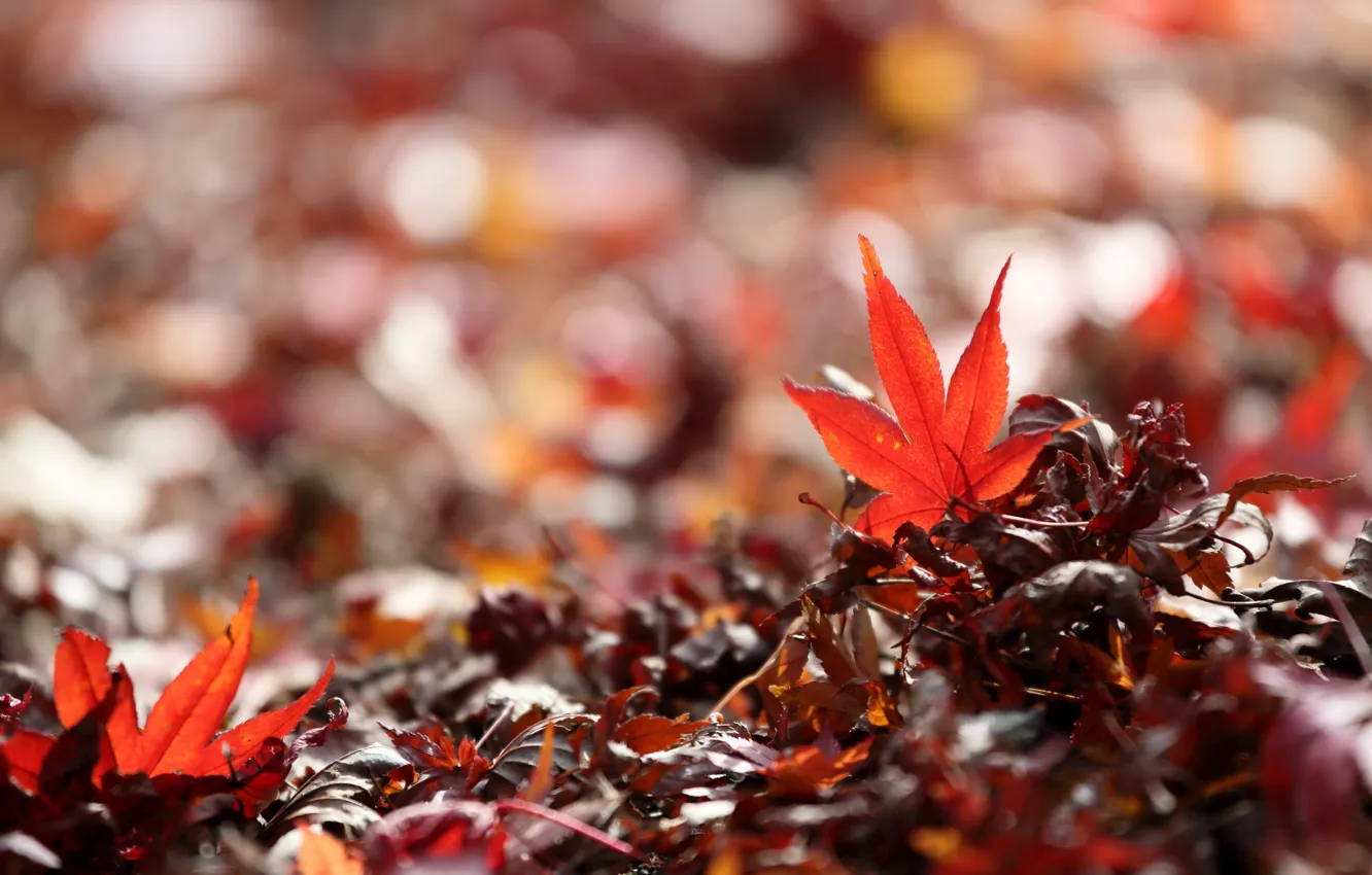Photo wallpaper leaves, macro, nature