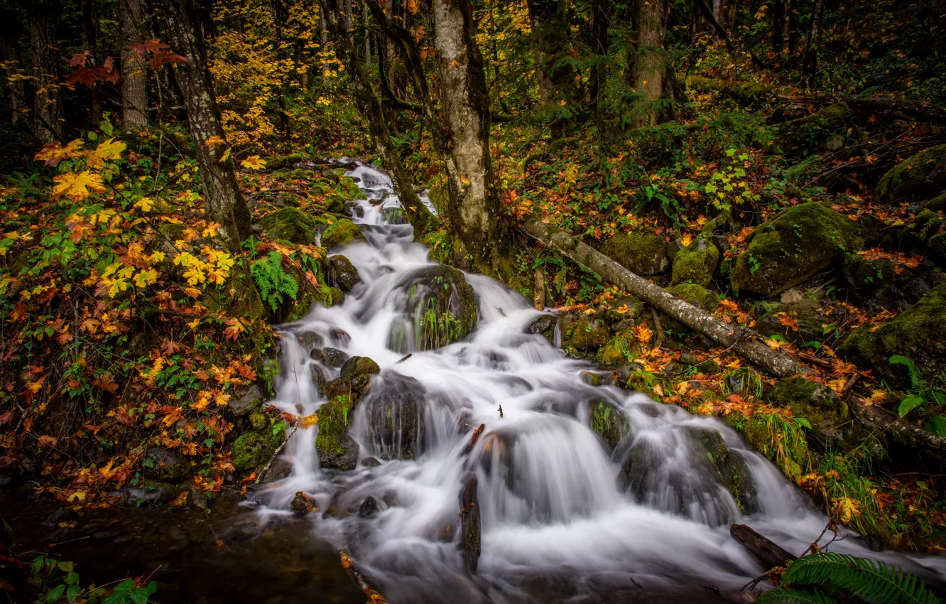 Photo wallpaper autumn, forest, stream, cascade