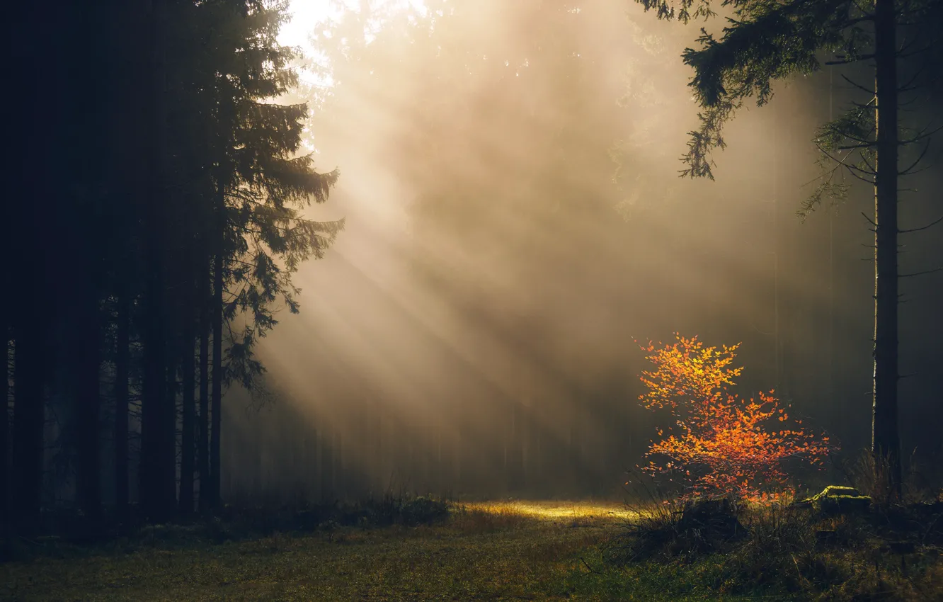 Photo wallpaper autumn, forest, the sun, rays, trees, branches, fog, glade