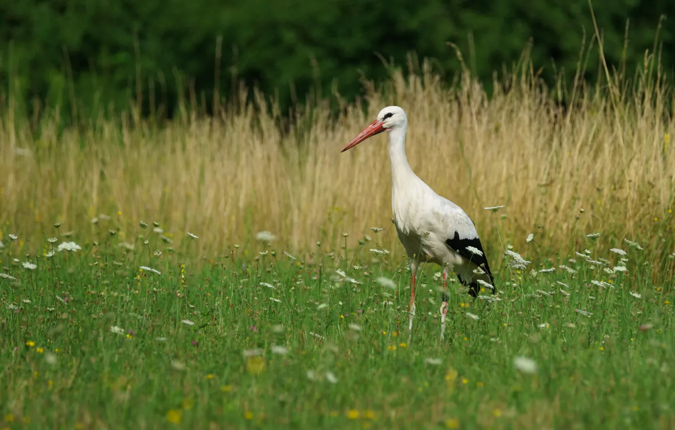 Photo wallpaper grass, nature, bird, stork