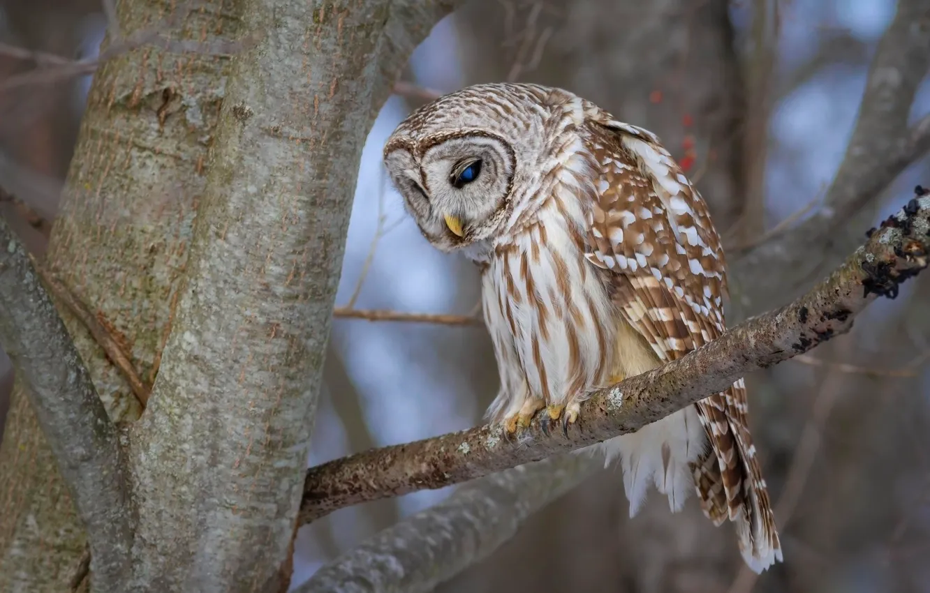 Photo wallpaper look, trees, branches, owl, bird, owl