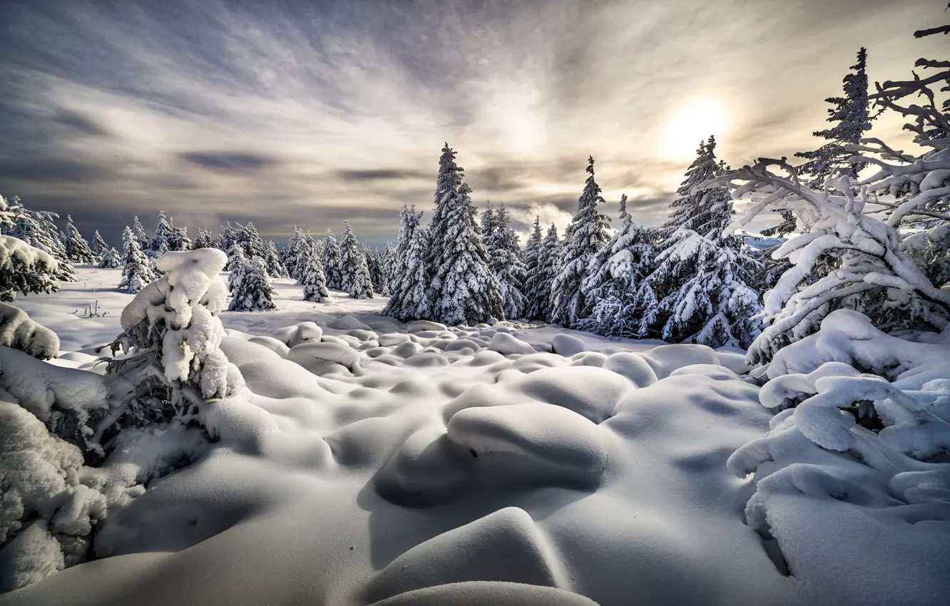 Photo wallpaper winter, snow, trees, landscape, nature, morning, ate, the snow