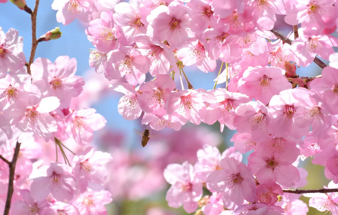 Photo wallpaper branches, cherry, bee, tree, pink, spring, Sakura