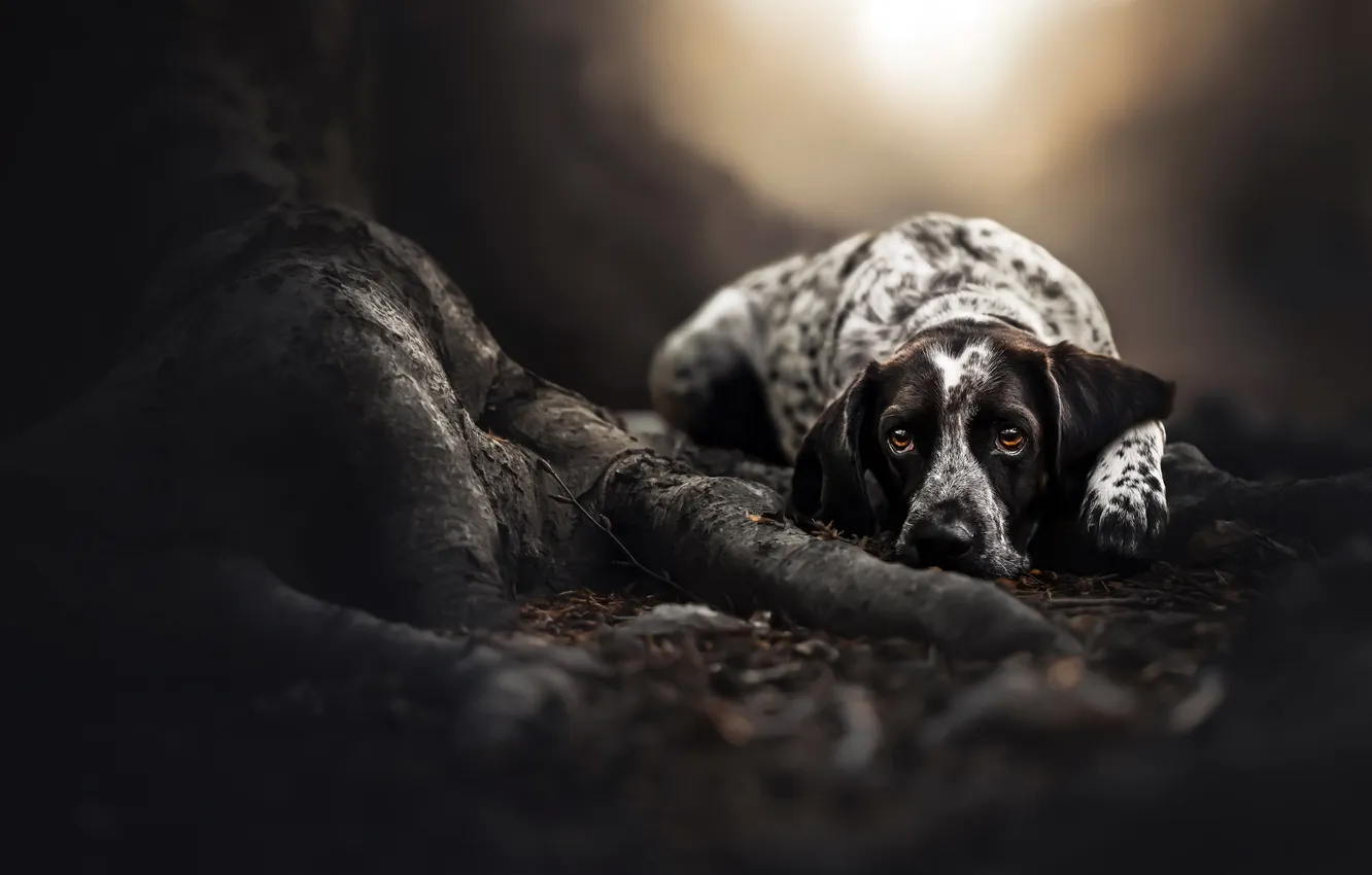 Photo wallpaper look, each, dog