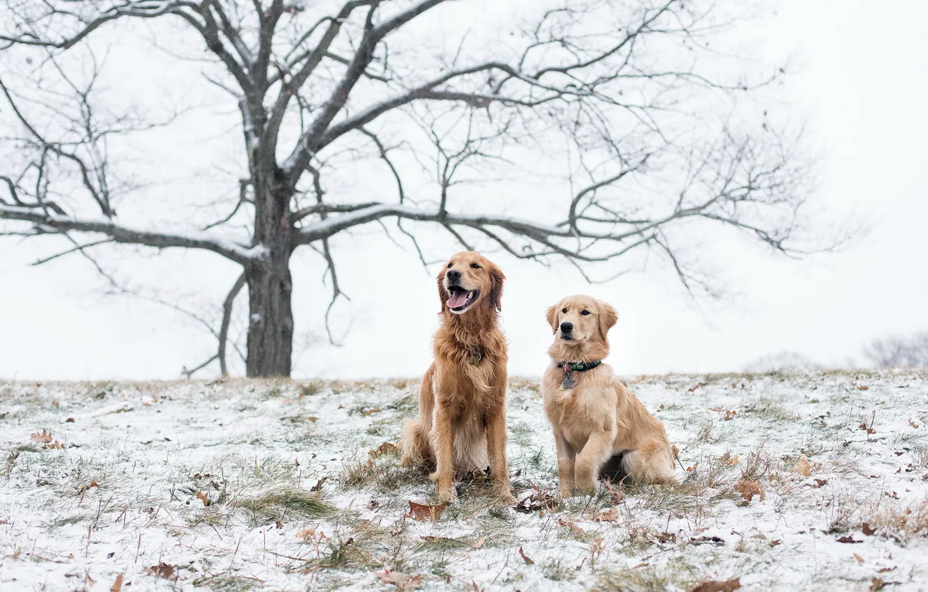 Photo wallpaper field, dogs, snow