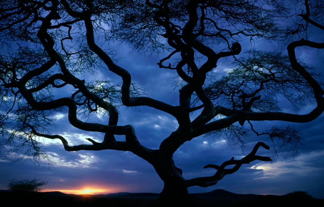 Photo wallpaper clouds, sunset, clouds, tree, the evening, silhouette, twilight, crooked