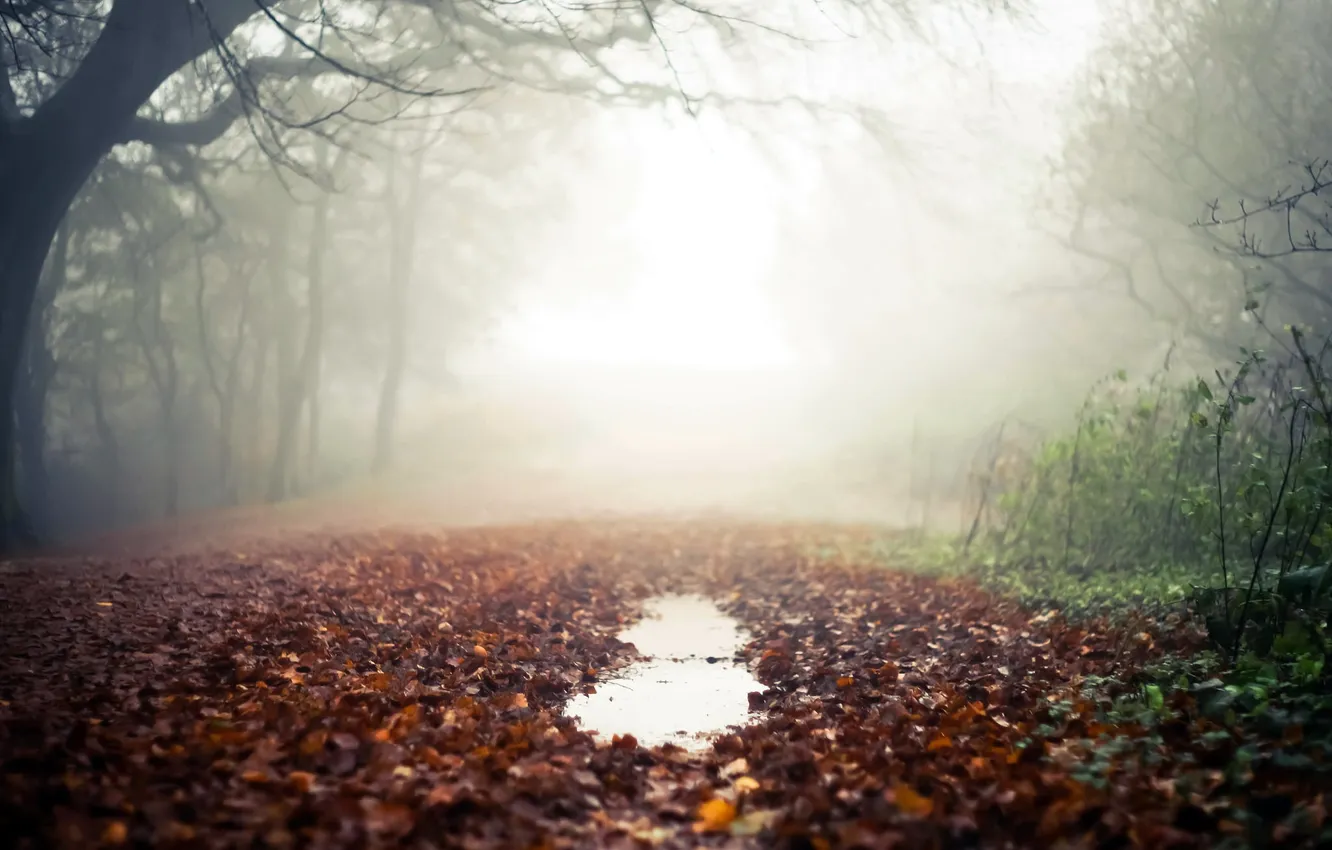 Photo wallpaper road, autumn, fog