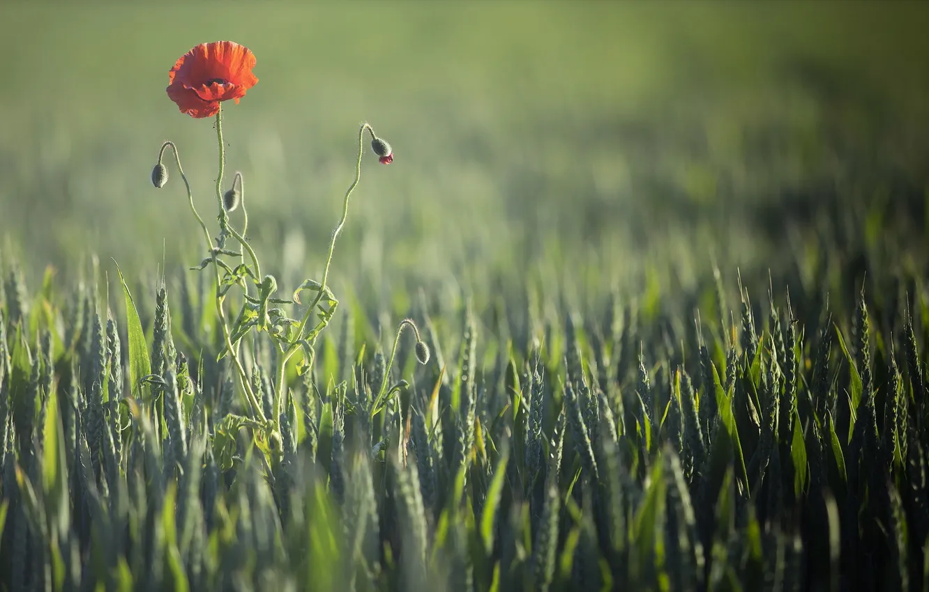 Photo wallpaper summer, nature, Maki