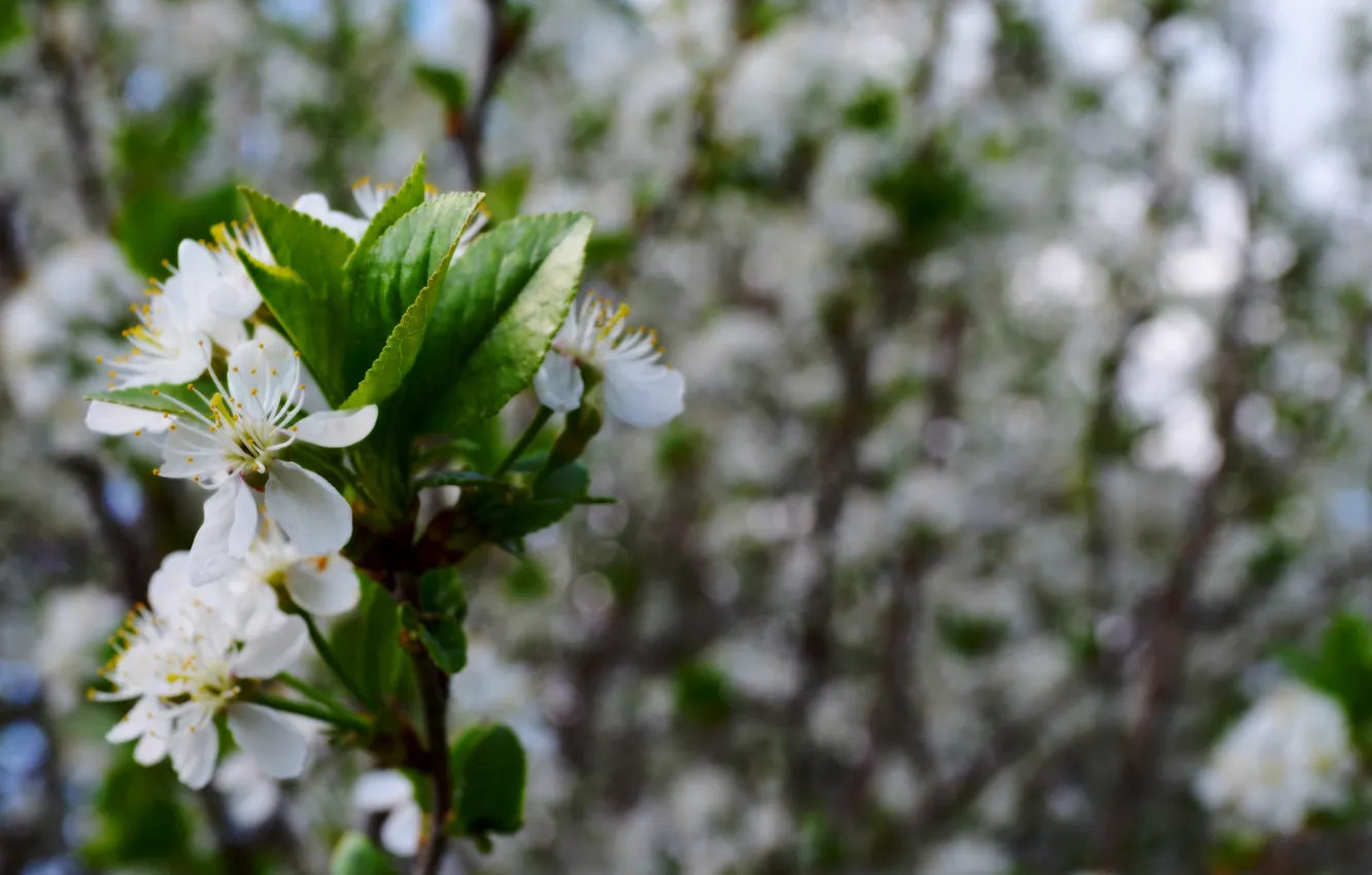 Photo wallpaper macro, flowers, nature, cherry