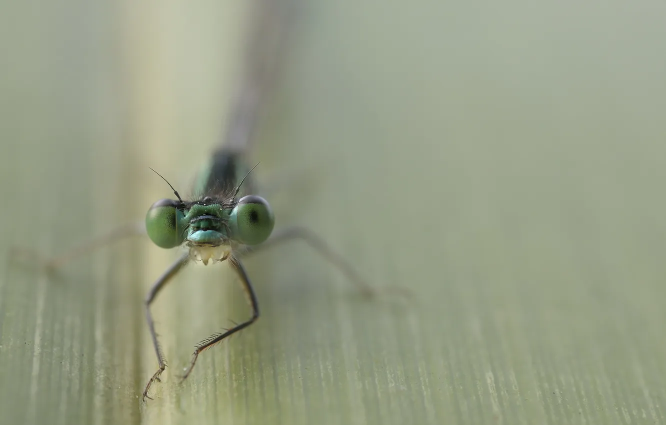 Photo wallpaper macro, nature, insect