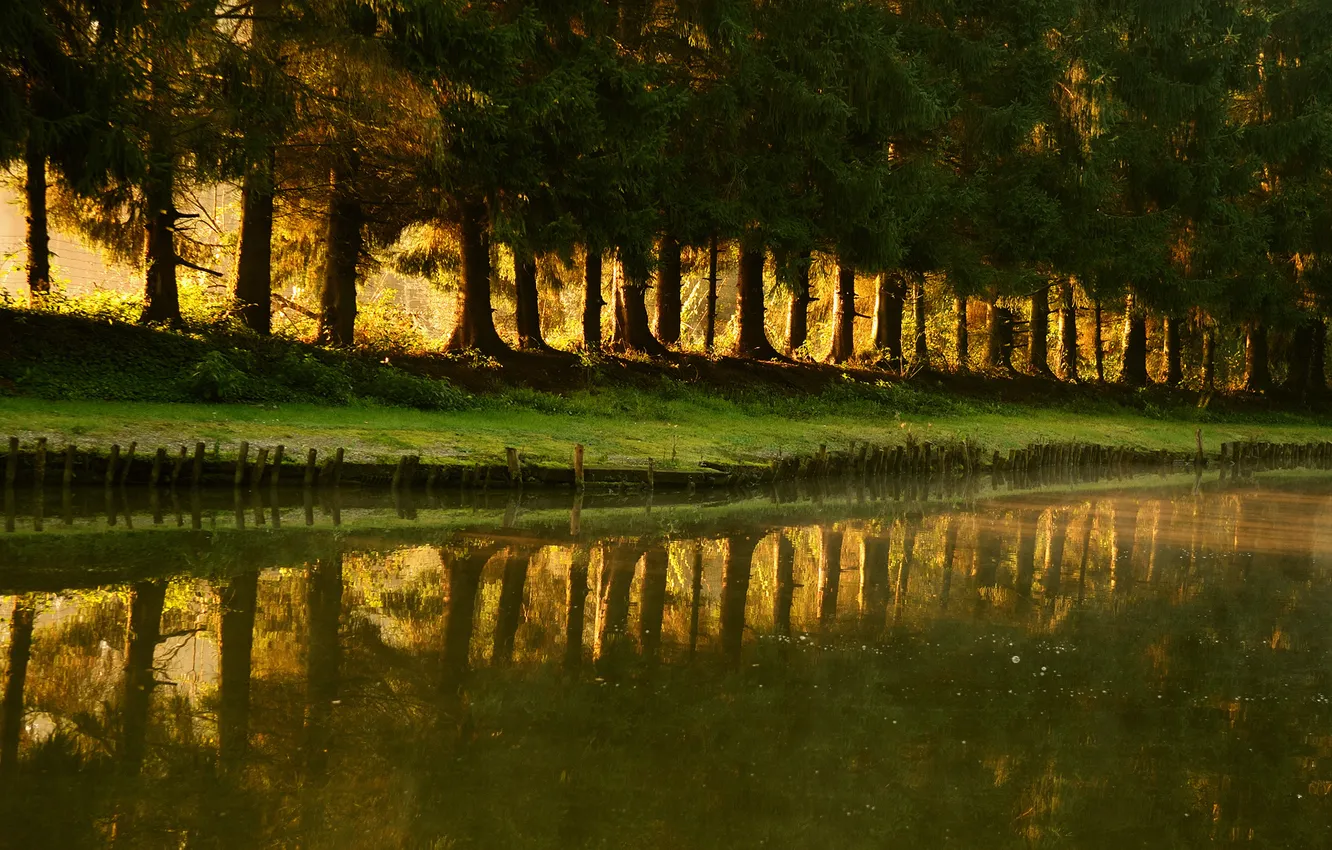 Photo wallpaper grass, water, rays, light, trees, nature, Park, Wallpaper