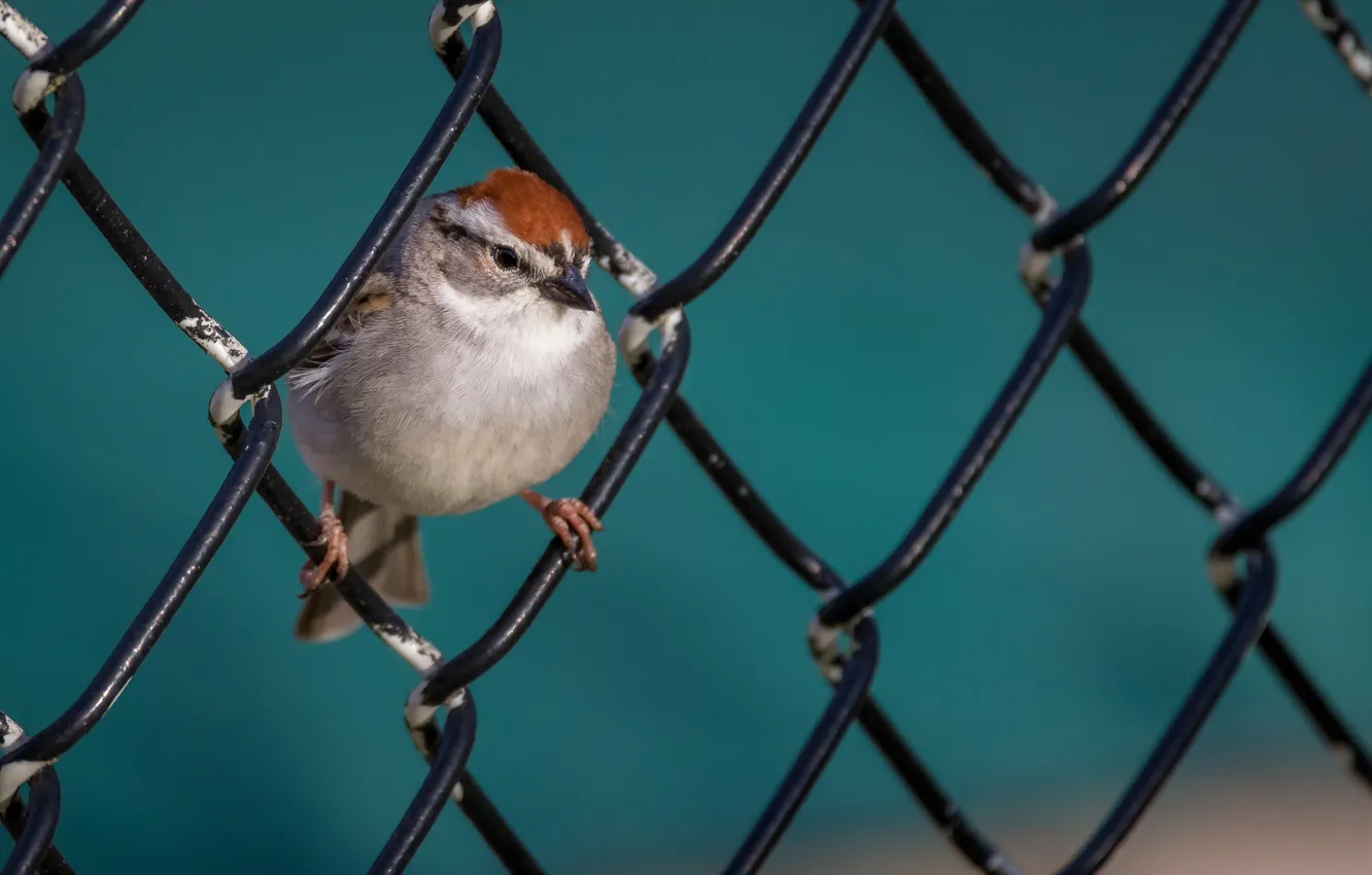 Photo wallpaper nature, bird, the fence