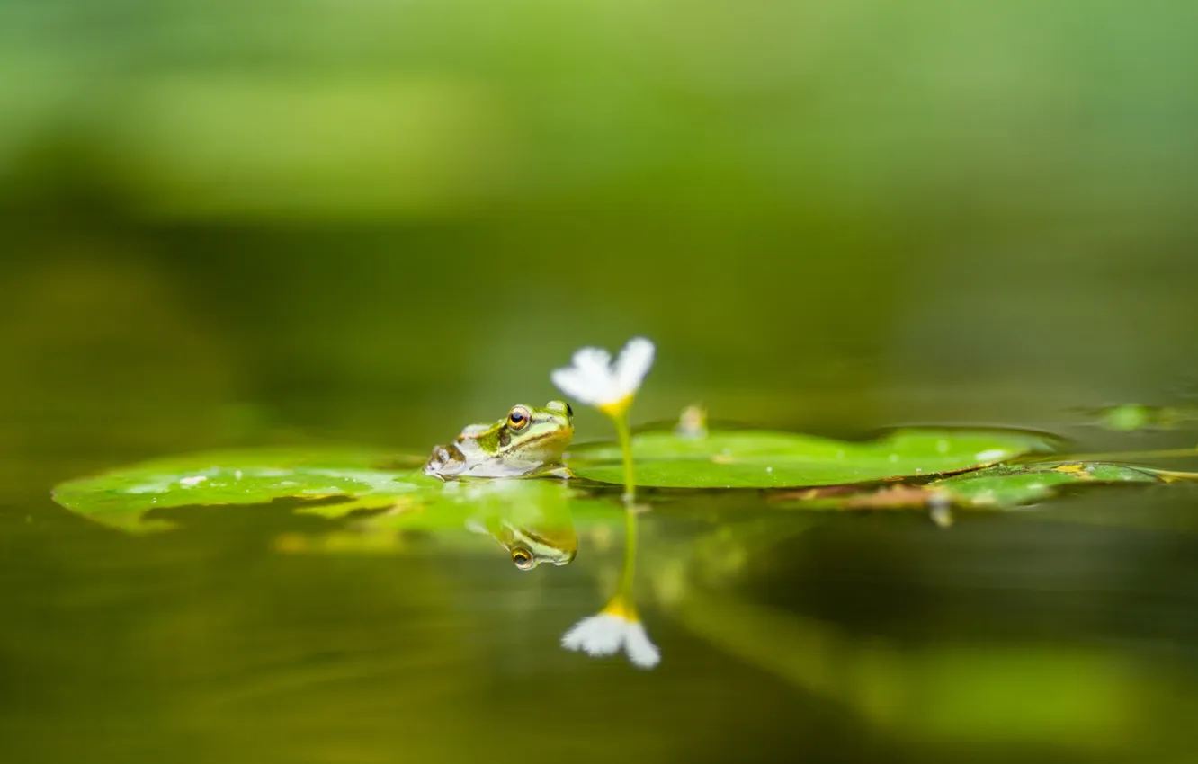 Photo wallpaper water, flowers, leaf