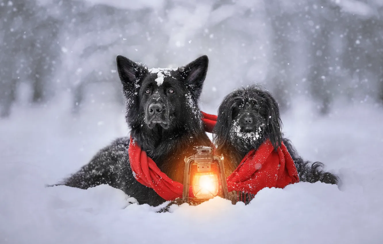 Photo wallpaper winter, snow, scarf, lantern, a couple, friends, shepherd, two dogs