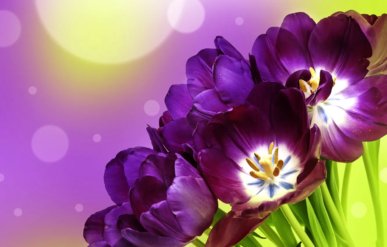 Photo wallpaper purple, background, tulips, flowers, tulips, bokeh