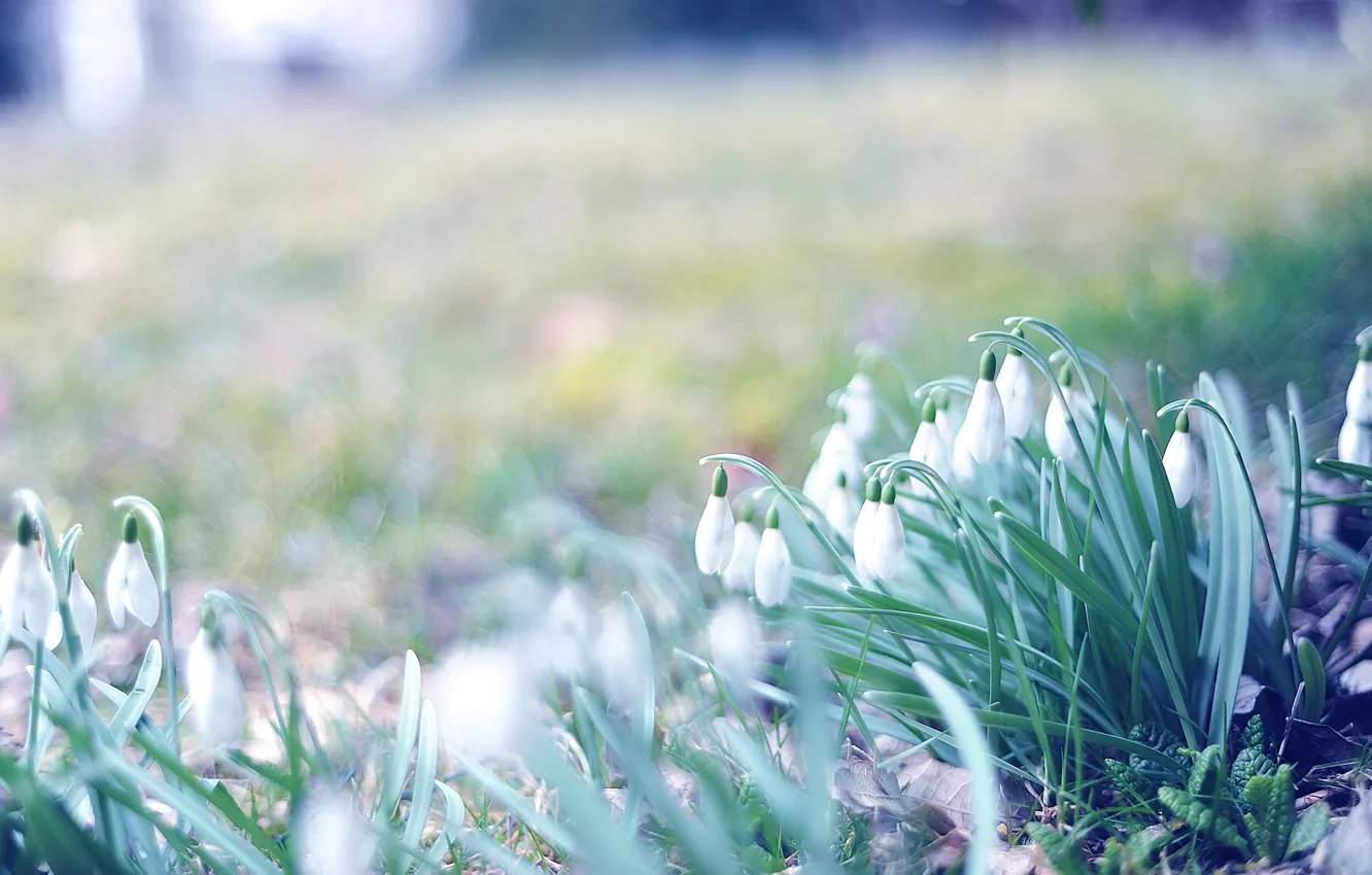 Photo wallpaper grass, macro, flowers, photo, Wallpaper, spring, blur, snowdrops