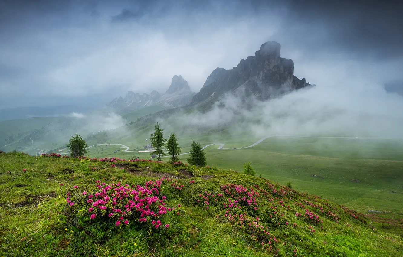 Photo wallpaper flowers, mountains, fog, rhododendrons