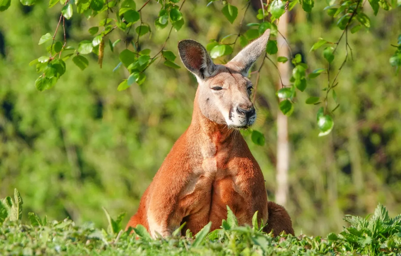 Photo wallpaper greens, grass, branches, nature, relax, glade, foliage, spring