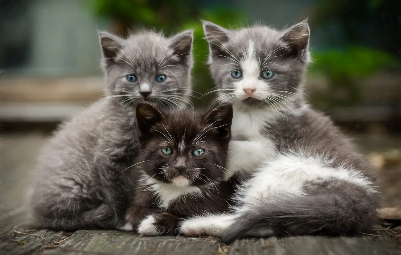 Photo wallpaper look, cats, pose, kitty, grey, background, together, black