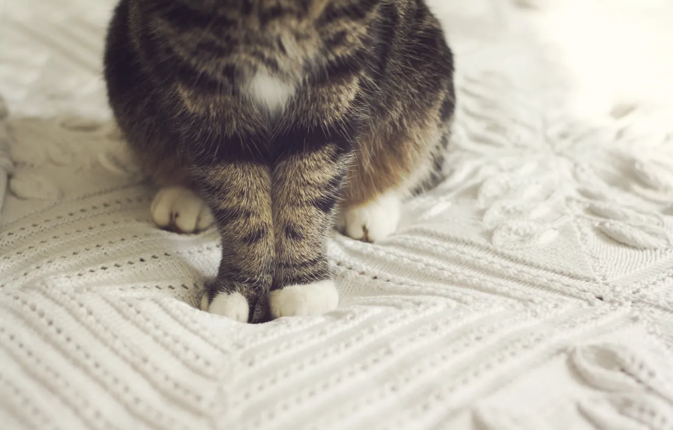 Photo wallpaper cat, legs, wool