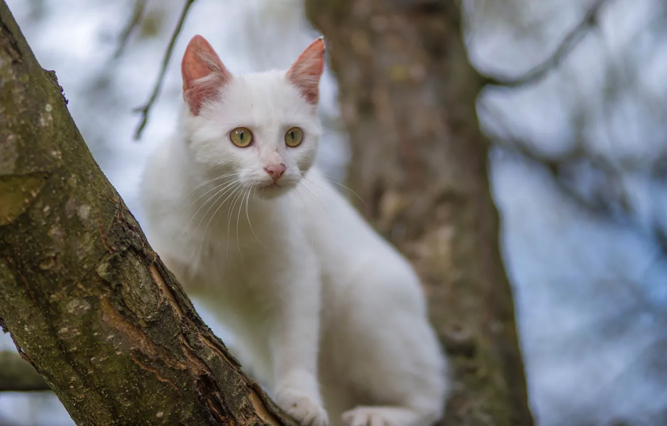 Photo wallpaper white, trees, cat