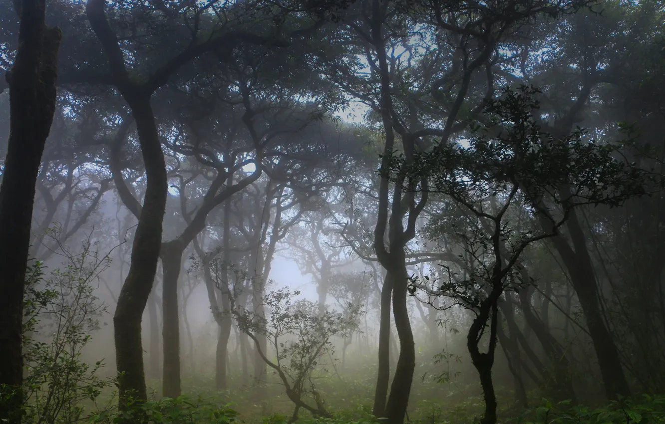 Photo wallpaper forest, trees, nature, fog, Sri Lanka, Sri Lanka, Knuckles Forest