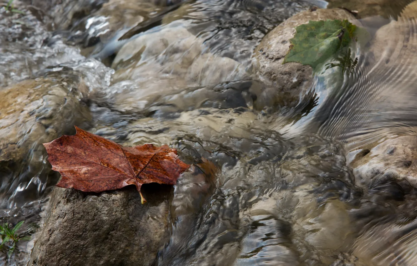 Photo wallpaper autumn, leaves, water, macro, stream, stream