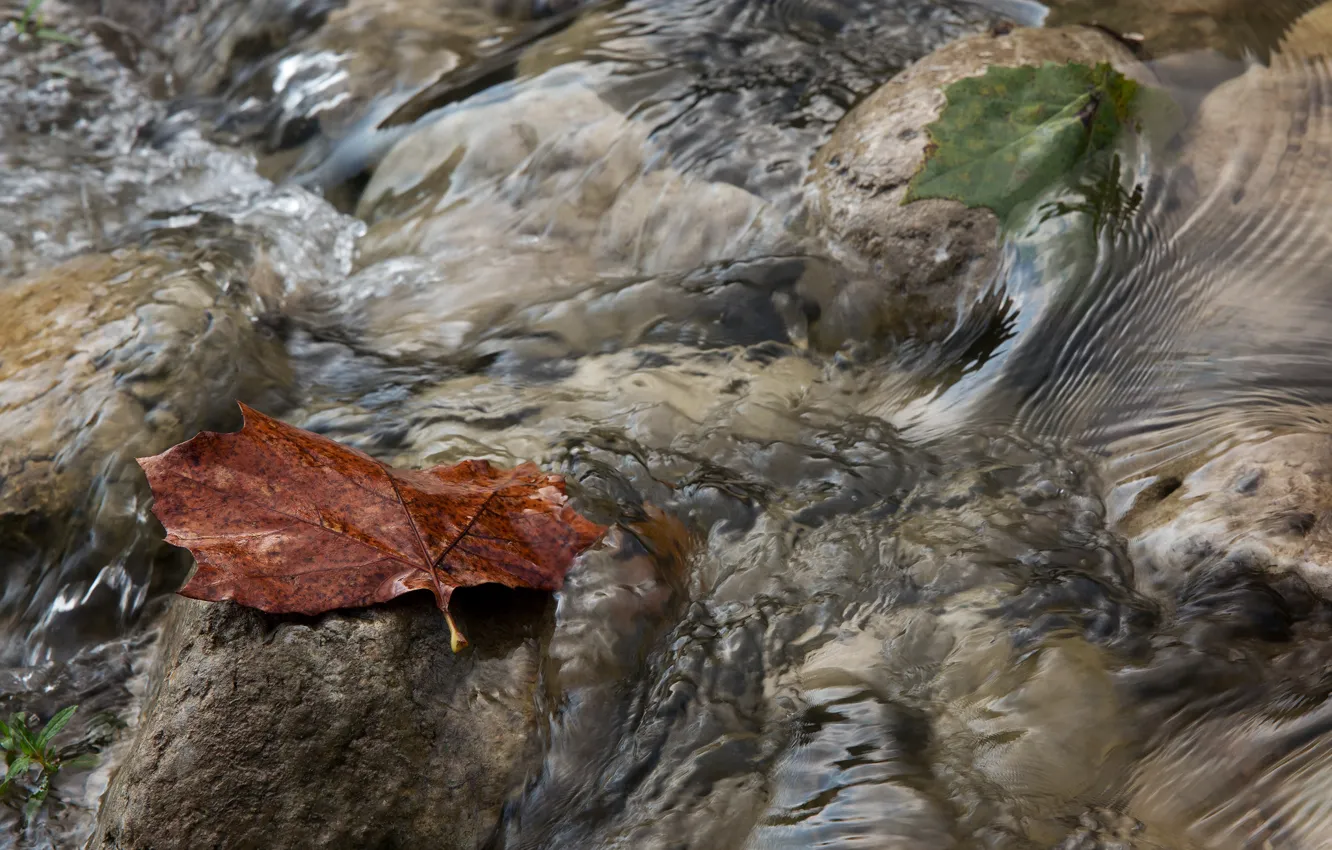 Photo wallpaper autumn, water, macro, sheet, stream, stream