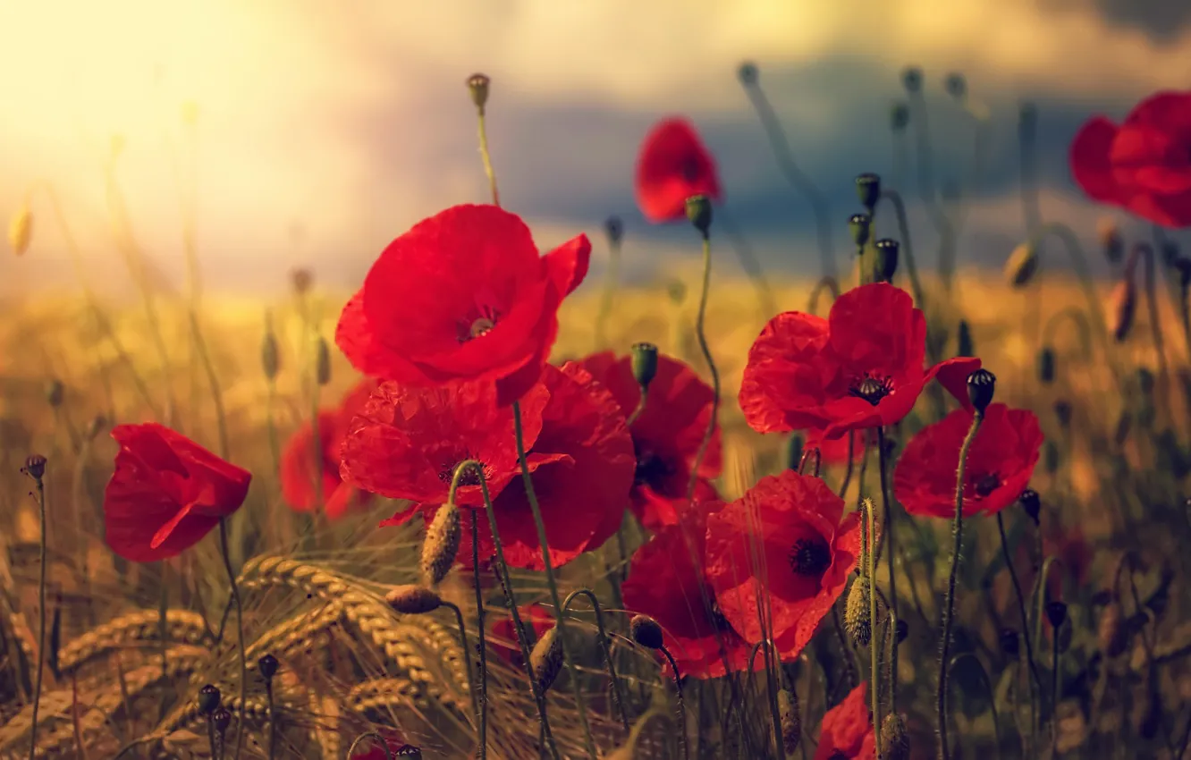 Photo wallpaper summer, nature, Maki