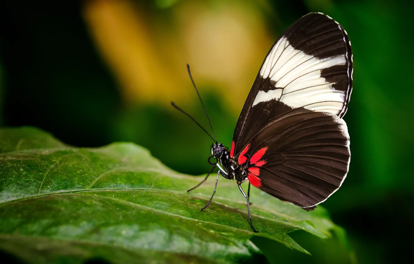 Photo wallpaper macro, nature, butterfly, leaf, plant, insect, brown, bokeh