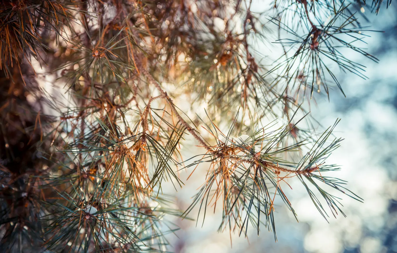 Photo wallpaper winter, macro, snow, trees, needles, branches, nature, branch