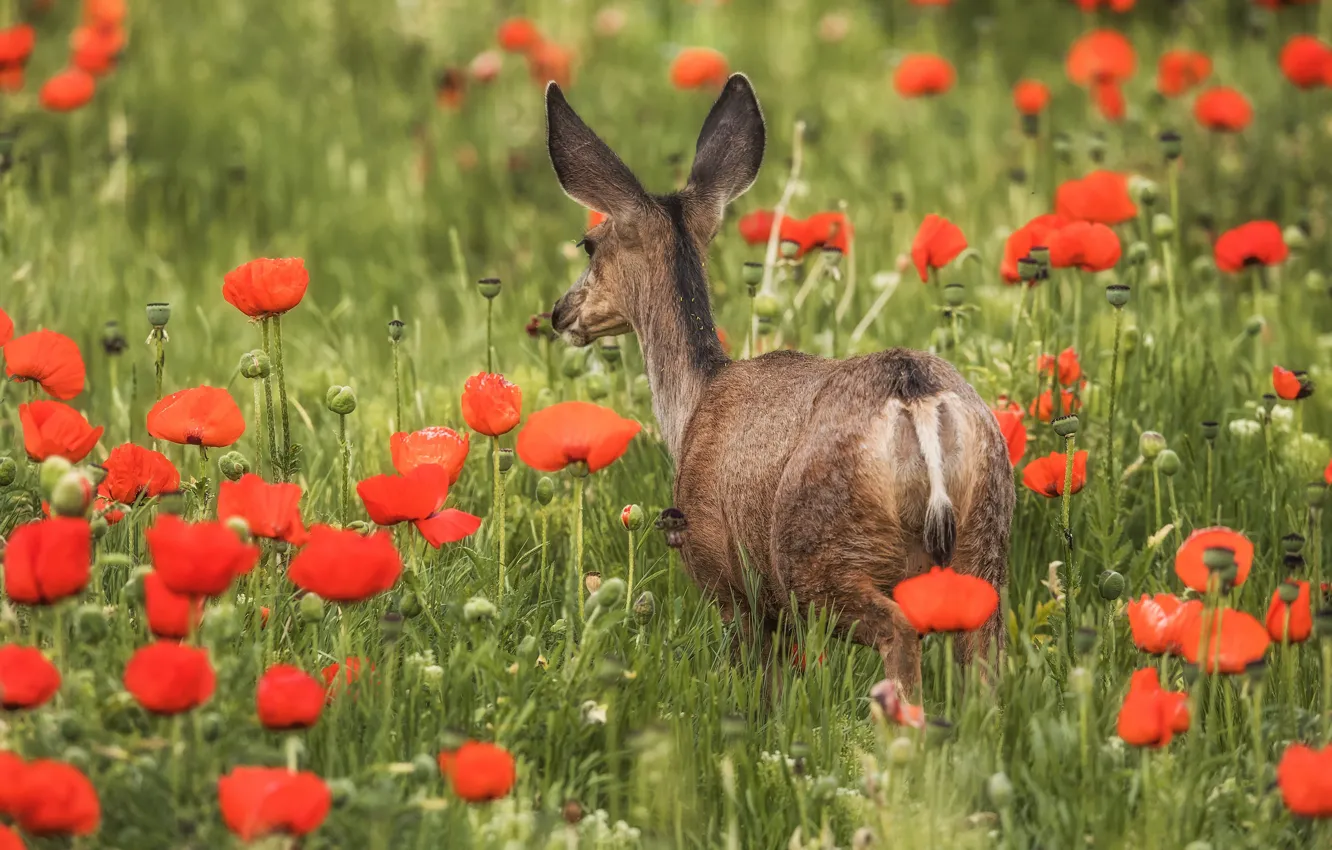 Photo wallpaper field, flowers, Maki, deer, fawn, poppy field