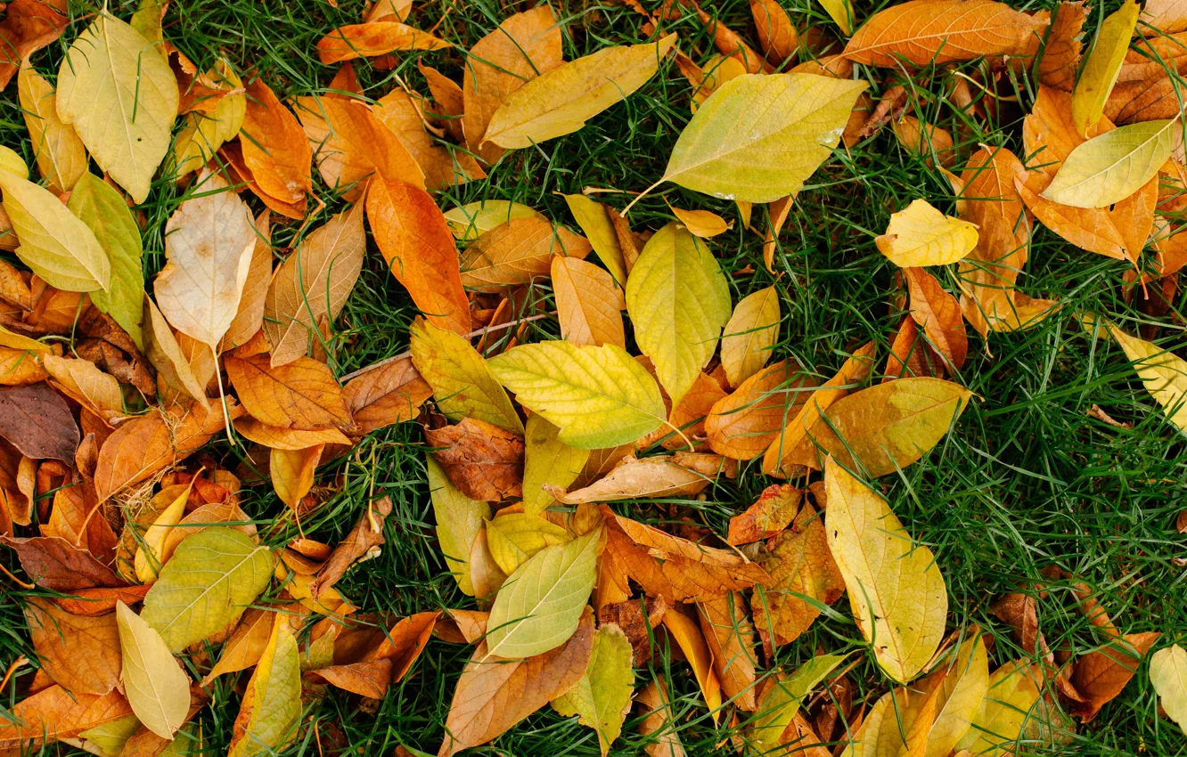 Photo wallpaper autumn, grass, leaves, background, yellow, colorful, lawn, yellow