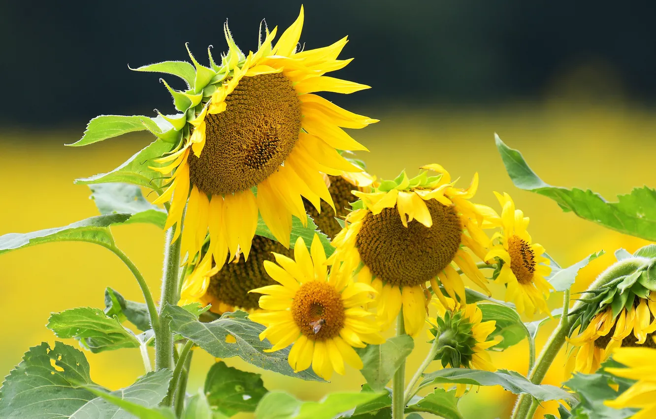 Photo wallpaper field, summer, sunflowers