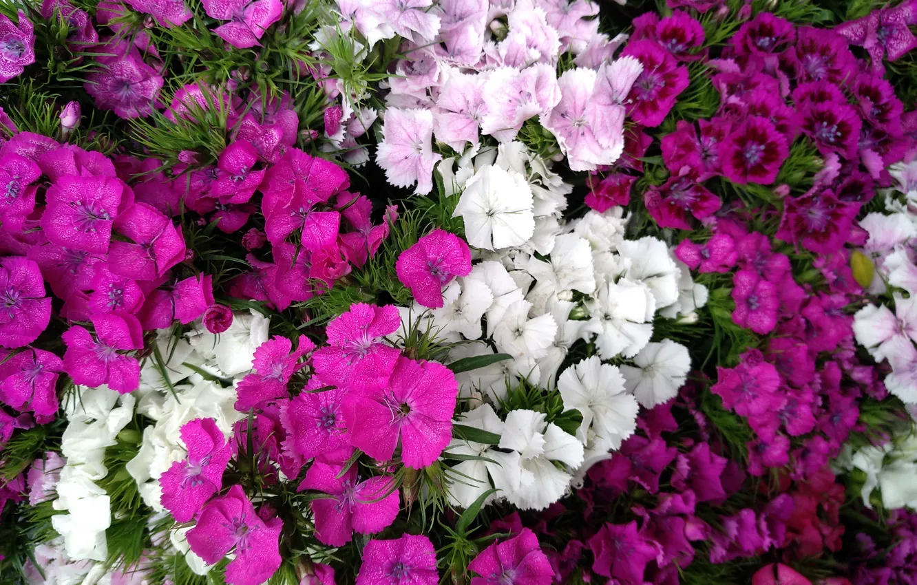 Photo wallpaper Purple flowers, White flowers, Purple flowers, White flowers