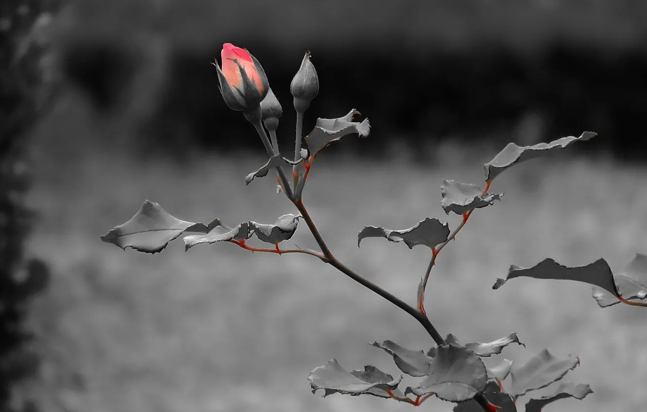 Photo wallpaper leaves, dark, rose, stem, rose