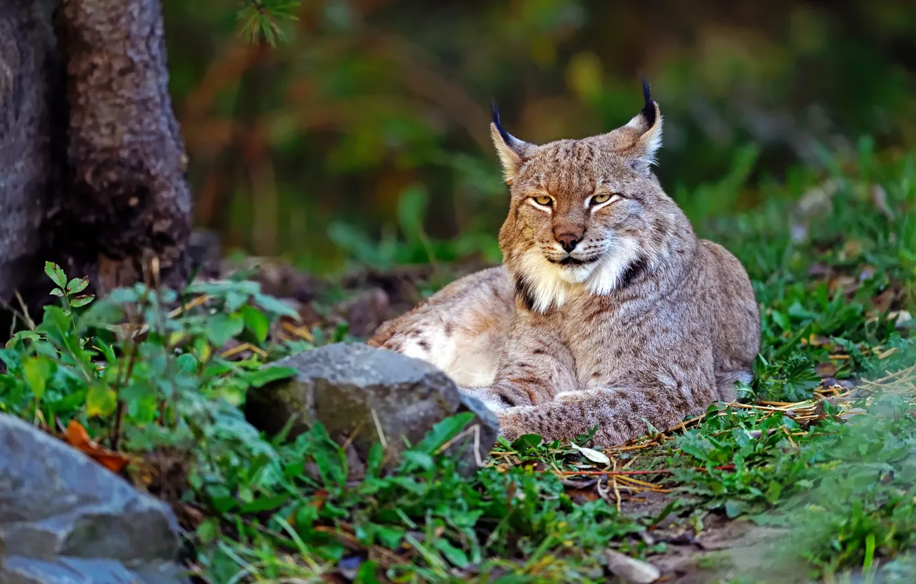 Photo wallpaper greens, summer, grass, look, nature, pose, stones, stay