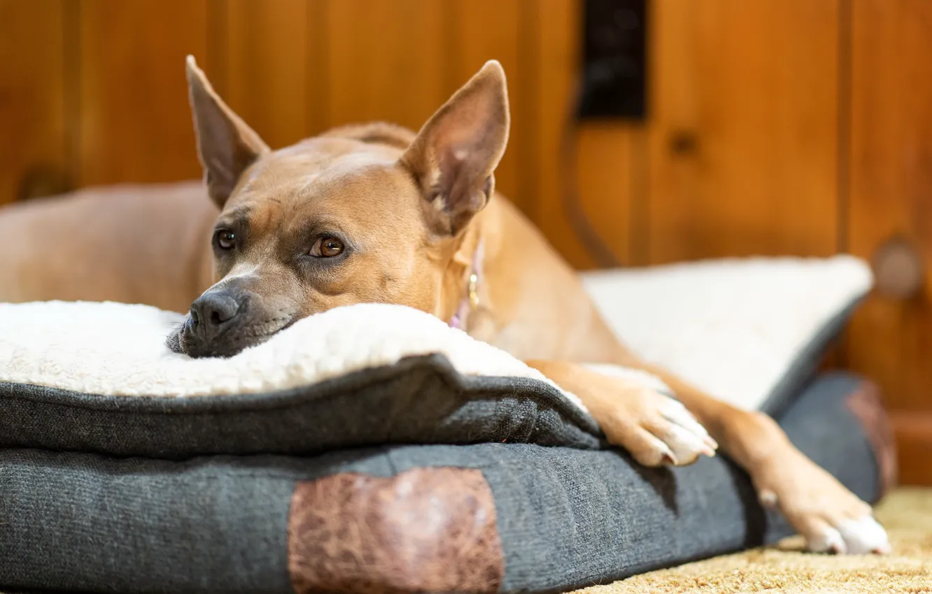 Photo wallpaper each, home, dog