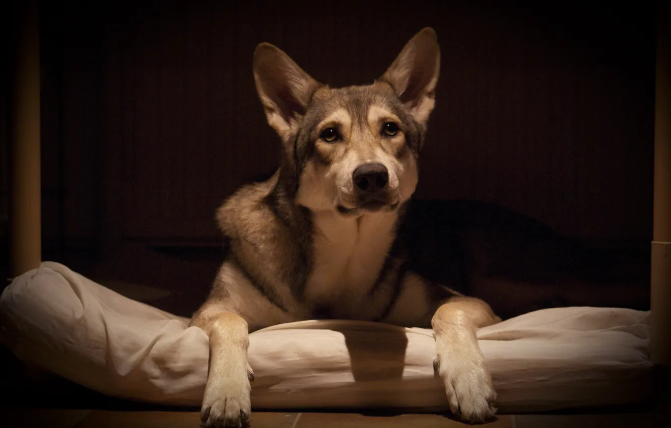 Photo wallpaper look, each, wolf, dog, carlossi wolfhound