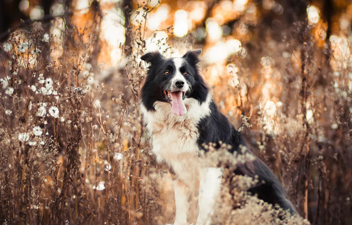 Photo wallpaper look, each, dog