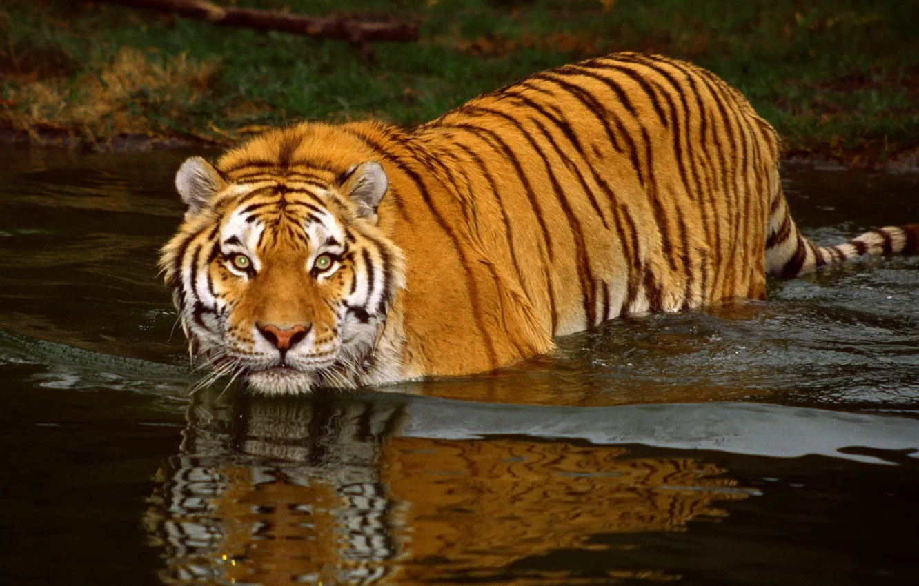 Photo wallpaper water, tiger
