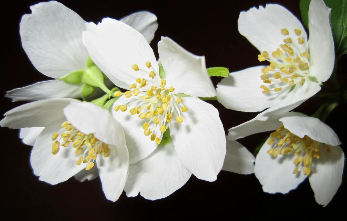 Photo wallpaper white, macro, flowers, Wallpaper, plant, petals, Jasmine