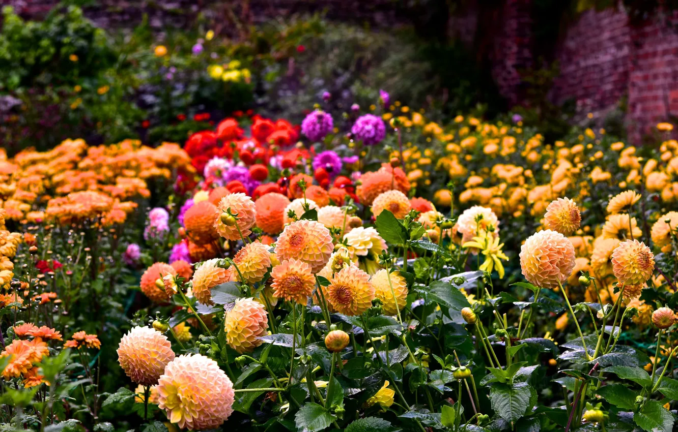Photo wallpaper summer, flowers, colorful, flowering, a lot, dahlias