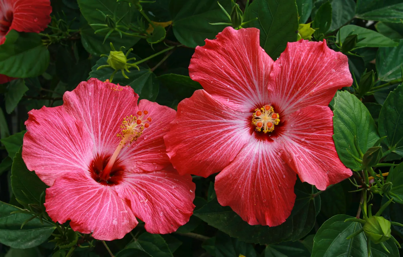 Photo wallpaper leaves, flowers, red, two, pair, Duo, hibiscus