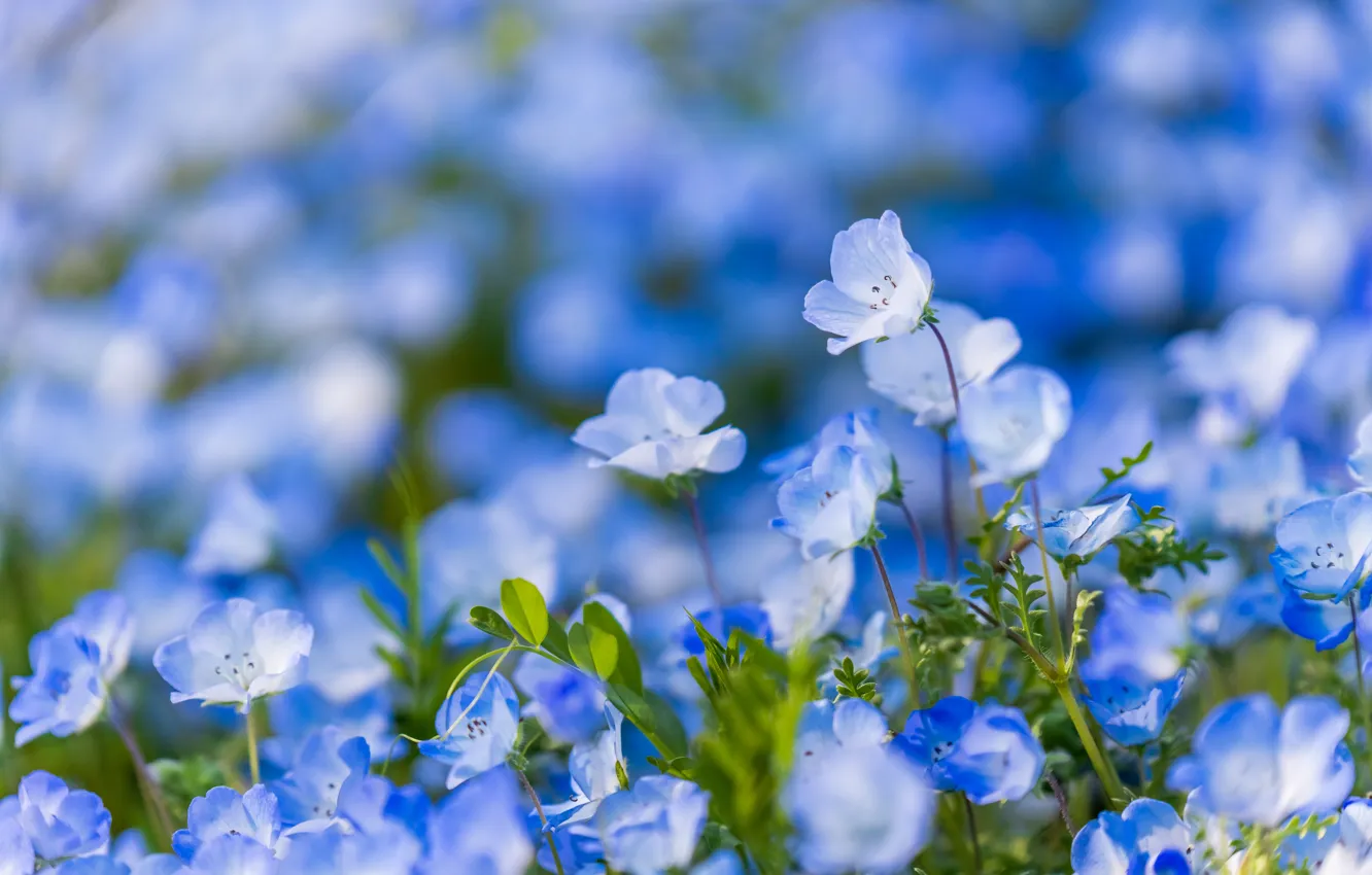 Photo wallpaper flowers, blue, glade, bokeh, Nemophila