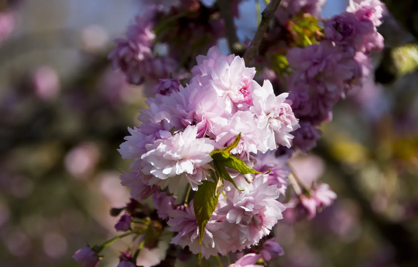 Photo wallpaper leaves, flowers, branches, cherry, spring, garden, Sakura, pink