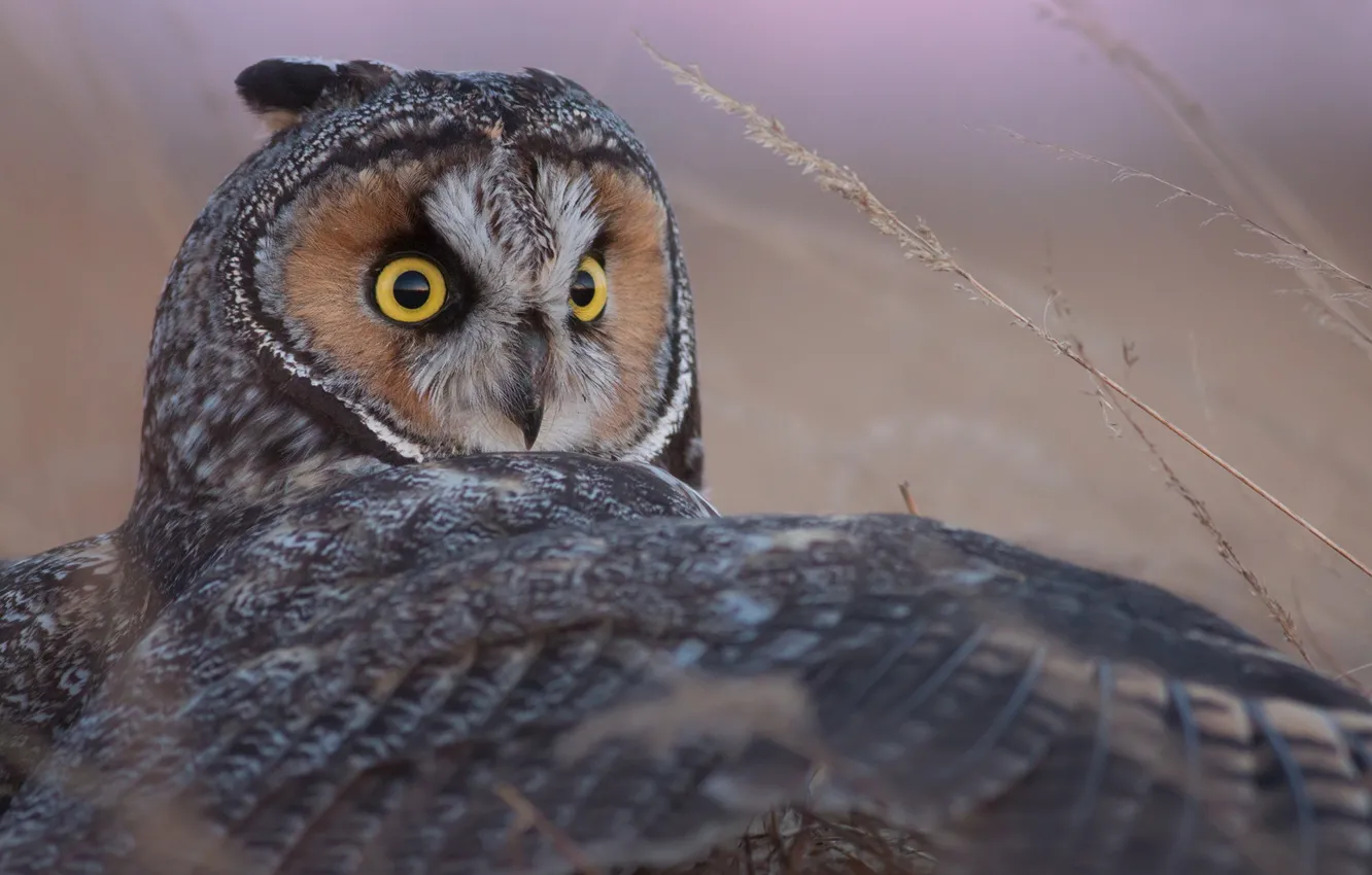 Photo wallpaper owl, bird, wing, Long-eared owl