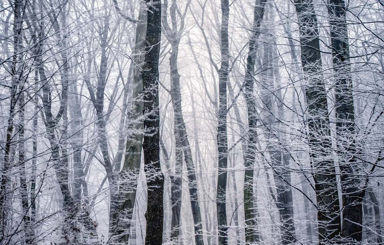 Photo wallpaper winter, frost, forest, trees, branches