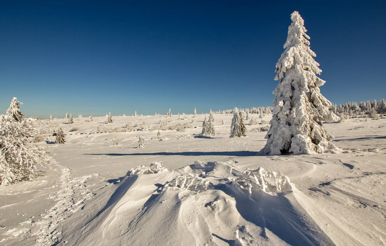 Photo wallpaper winter, field, the sky, snow, trees, spruce